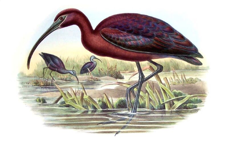 Ibis falcinelle