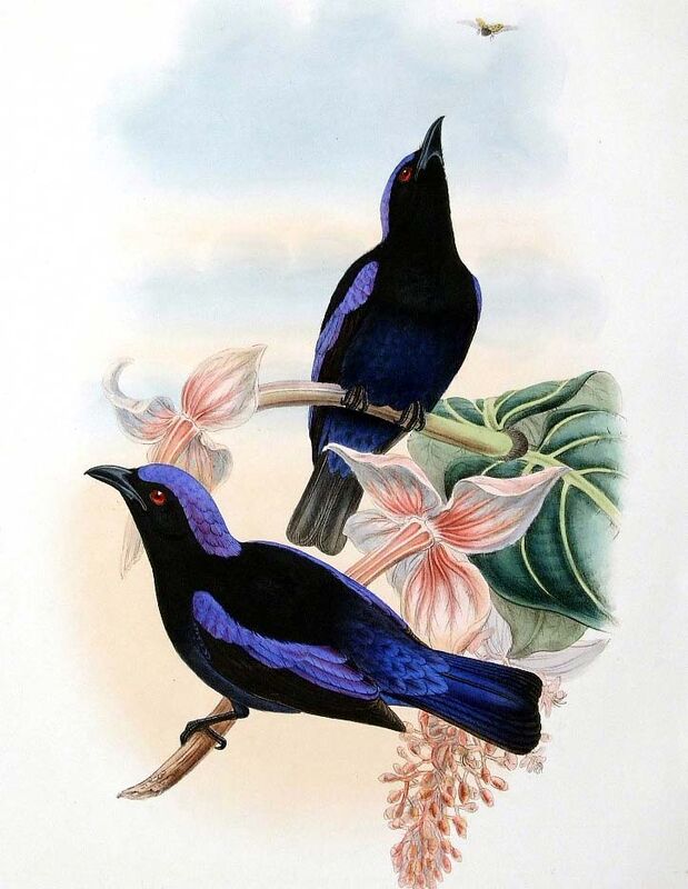 Philippine Fairy-bluebird