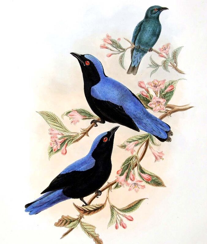 Asian Fairy-bluebird