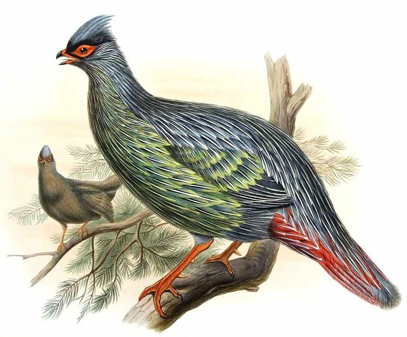 Blood Pheasant