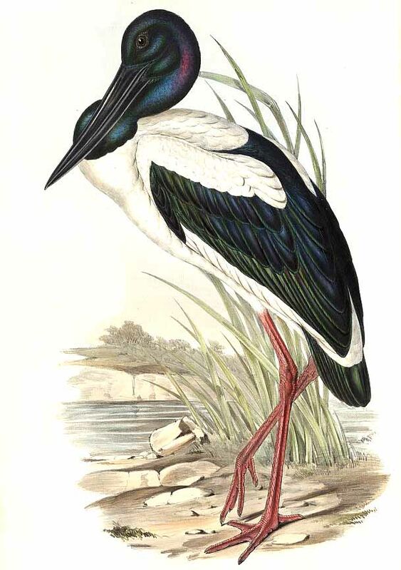 Black-necked Stork