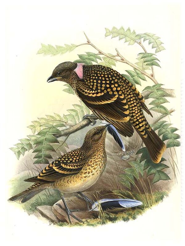 Western Bowerbird