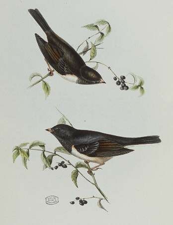 Dark-eyed Junco