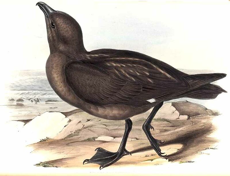 Brown Skua (lonnbergi)