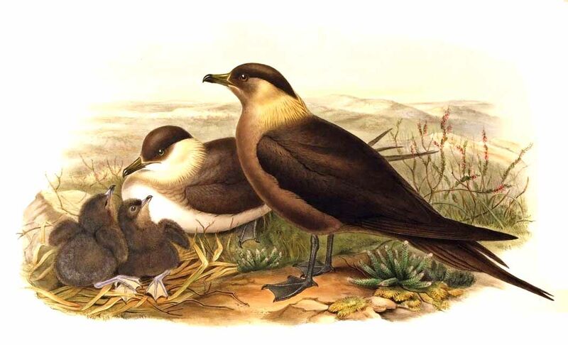 Parasitic Jaeger