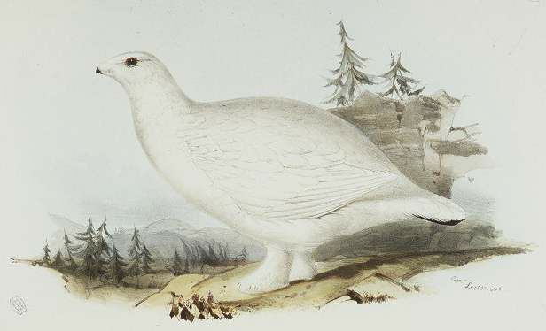 White-tailed Ptarmigan