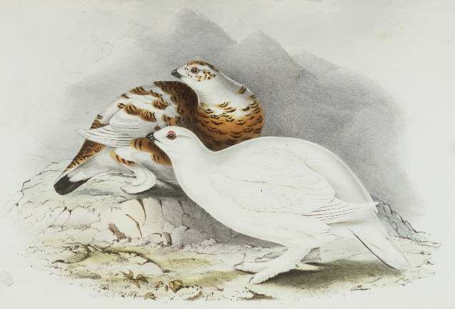 Willow Ptarmigan