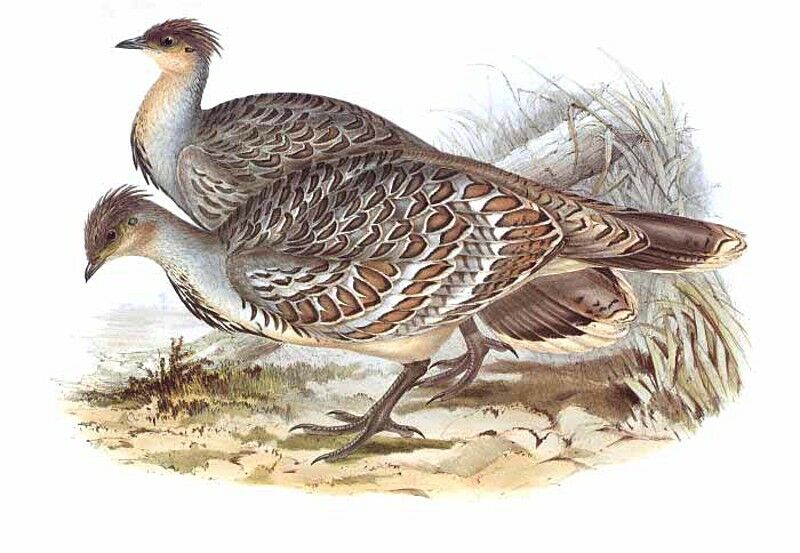 Malleefowl