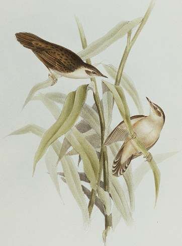 Pallas's Grasshopper Warbler