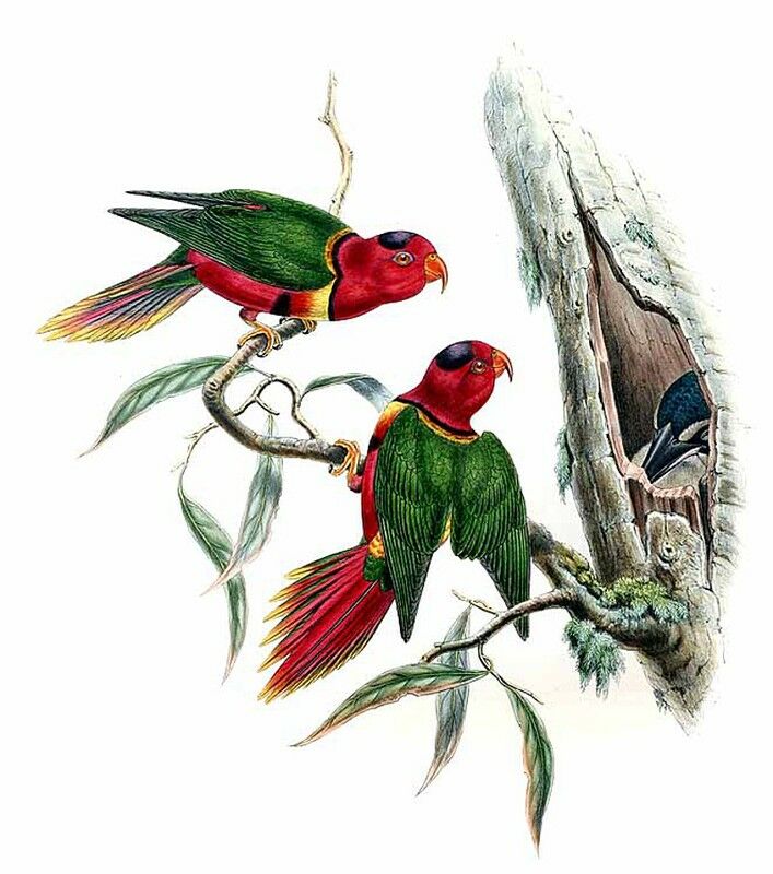 Duchess Lorikeet