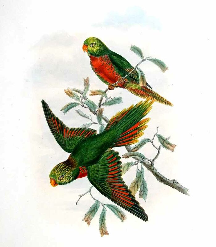 Orange-billed Lorikeet