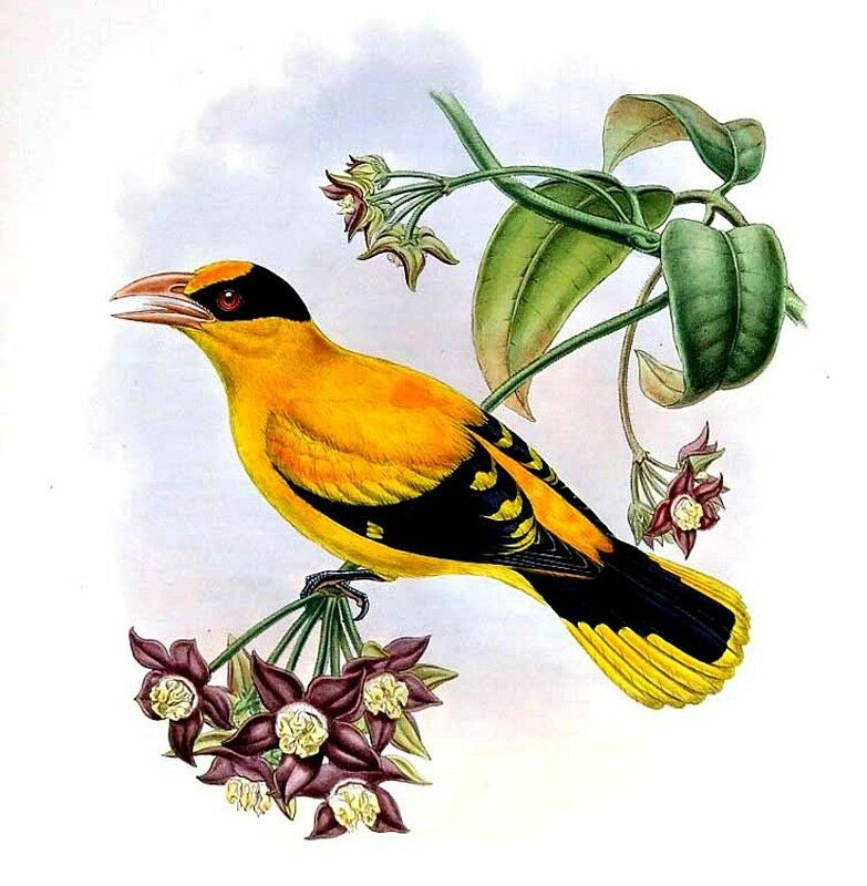 Black-naped Oriole