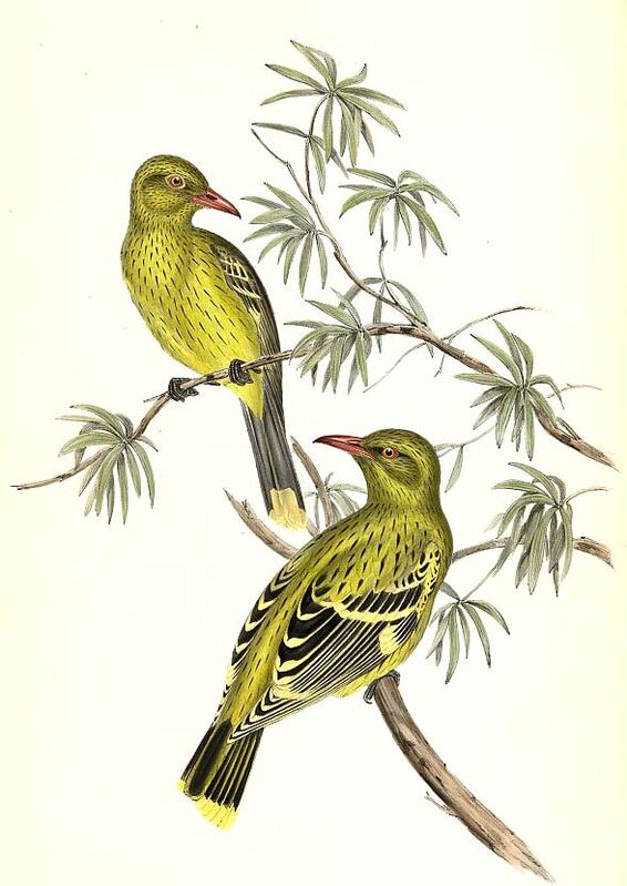 Green Oriole