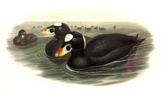 Surf Scoter