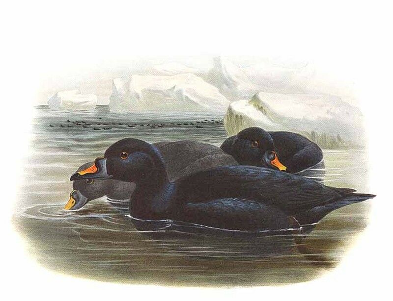 Common Scoter