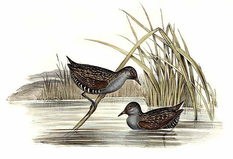 Australian Crake