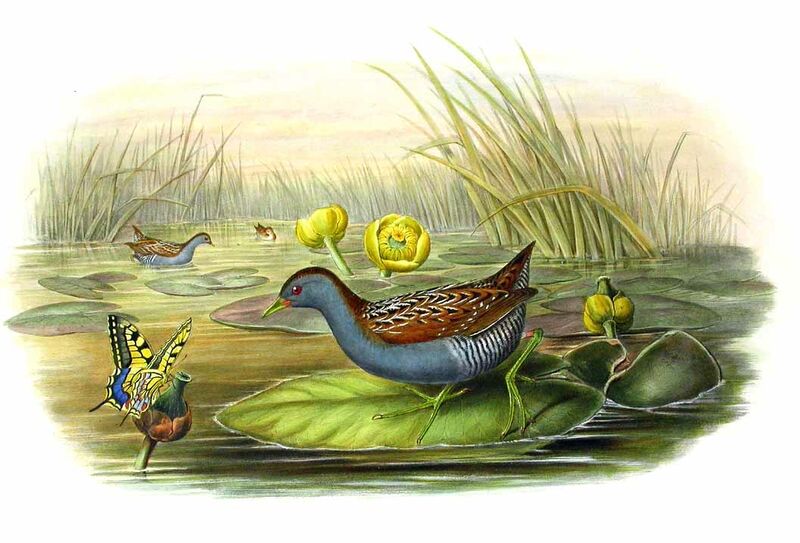 Baillon's Crake