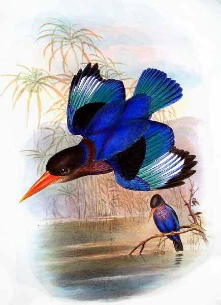 Javan Kingfisher