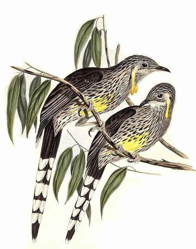 Yellow Wattlebird