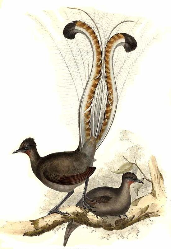 Superb Lyrebird