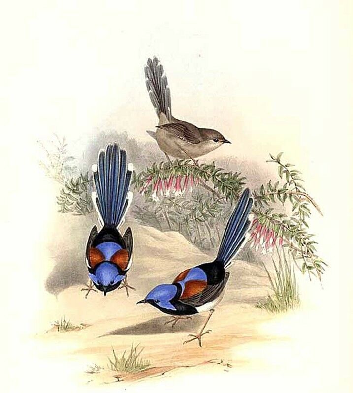 Lovely Fairywren