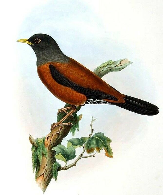 Chestnut Thrush