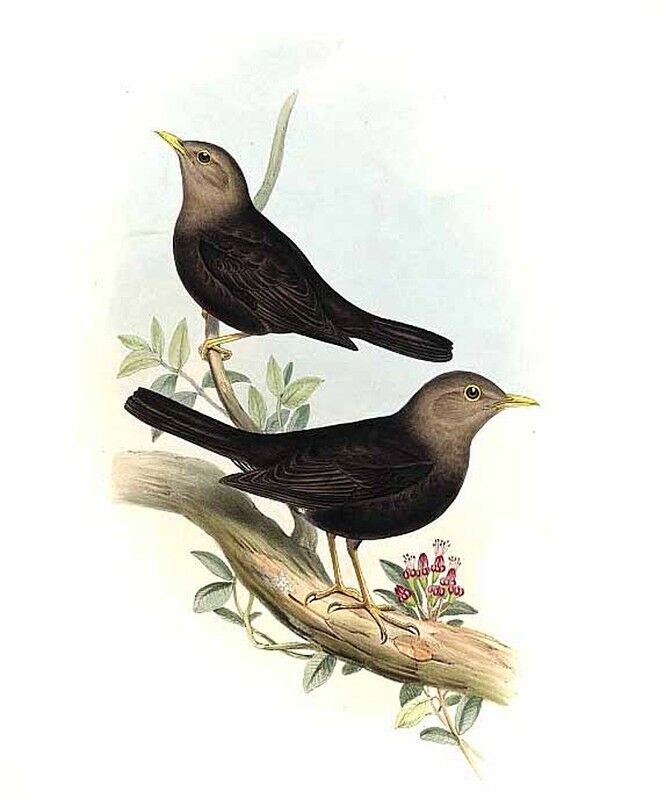 Island Thrush