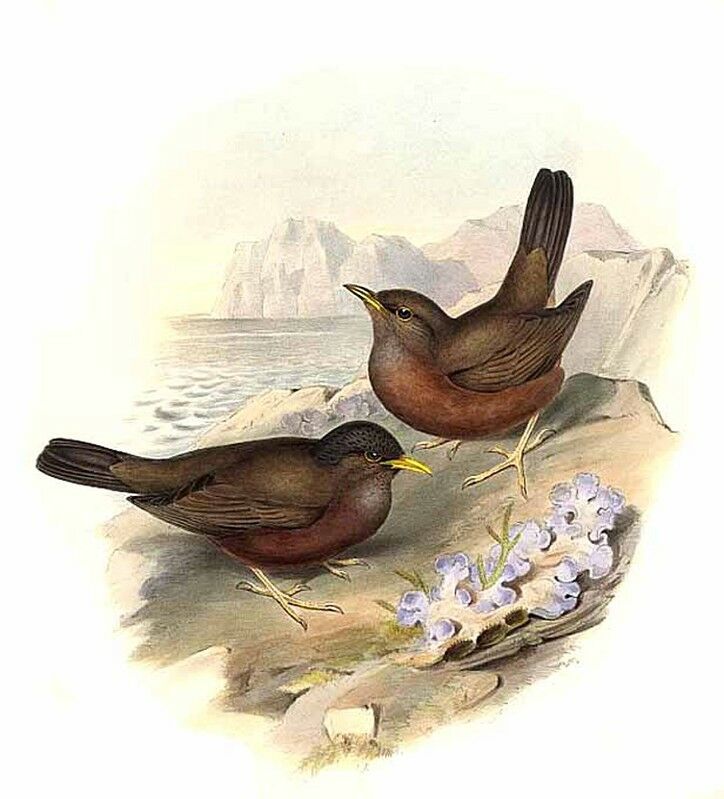 Tasman Sea Island Thrush