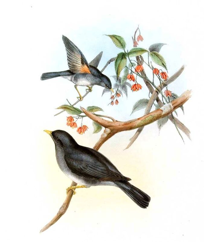 Tickell's Thrush