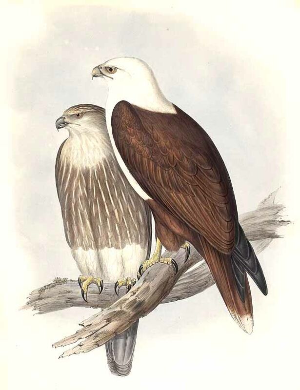 Brahminy Kite