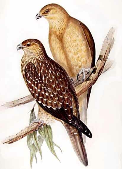 Whistling Kite