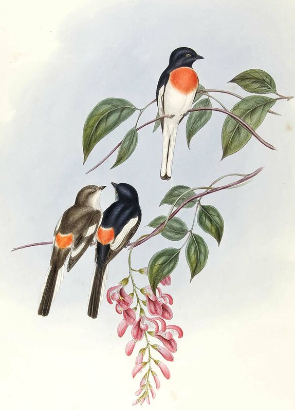 White-bellied Minivet