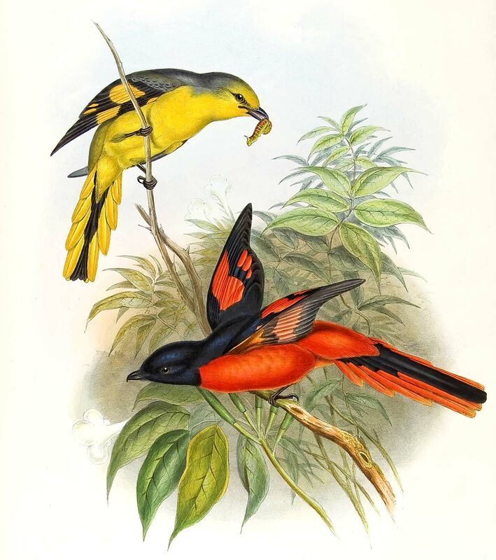 Minivet écarlate