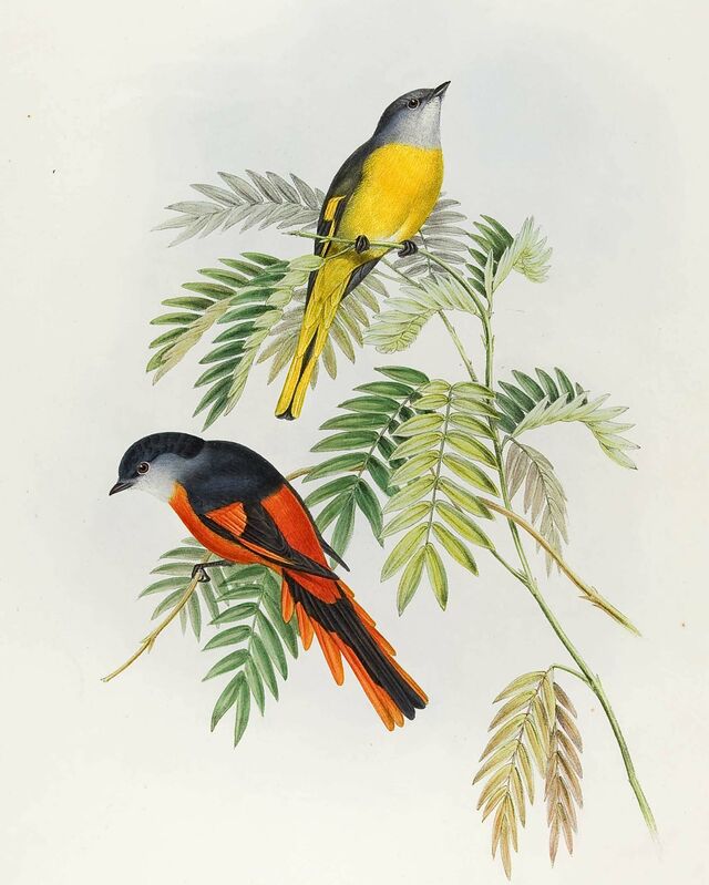 Minivet mandarin