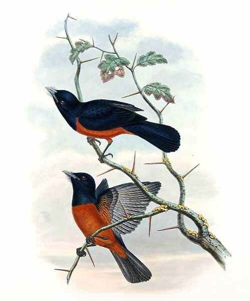 Chestnut-bellied Monarch