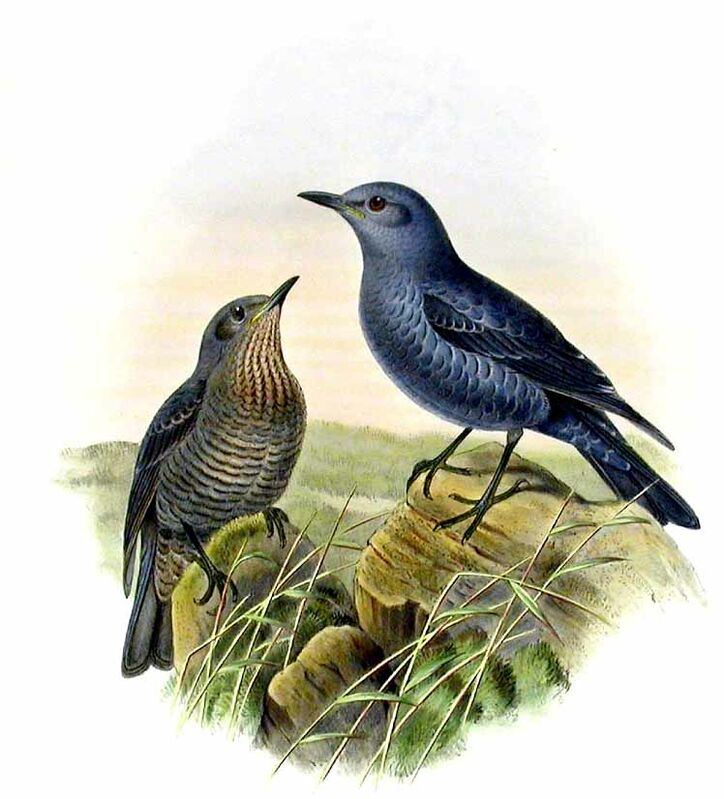 Blue Rock Thrush