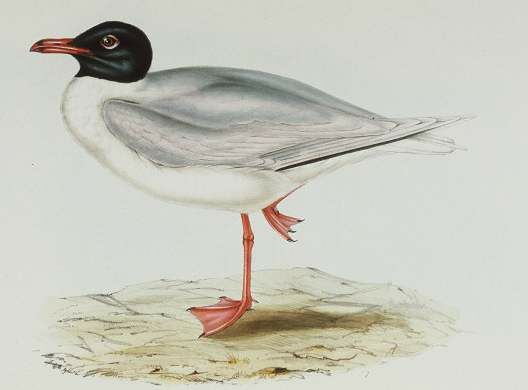 Black-headed Gull