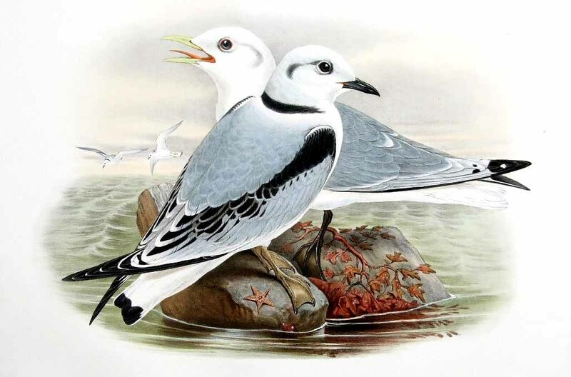 Mouette tridactyle