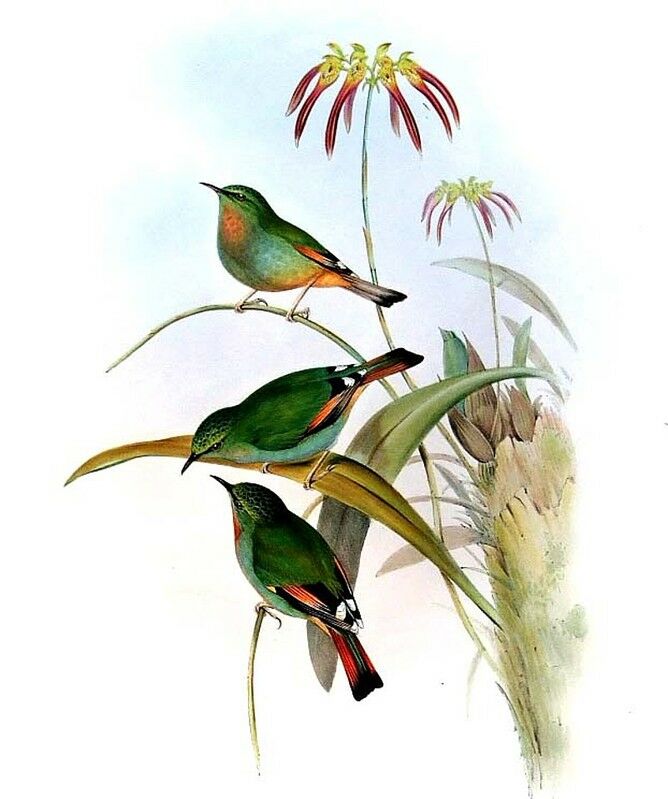 Fire-tailed Myzornis