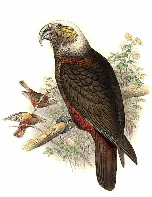 New Zealand Kaka