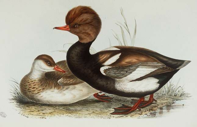 Red-crested Pochard