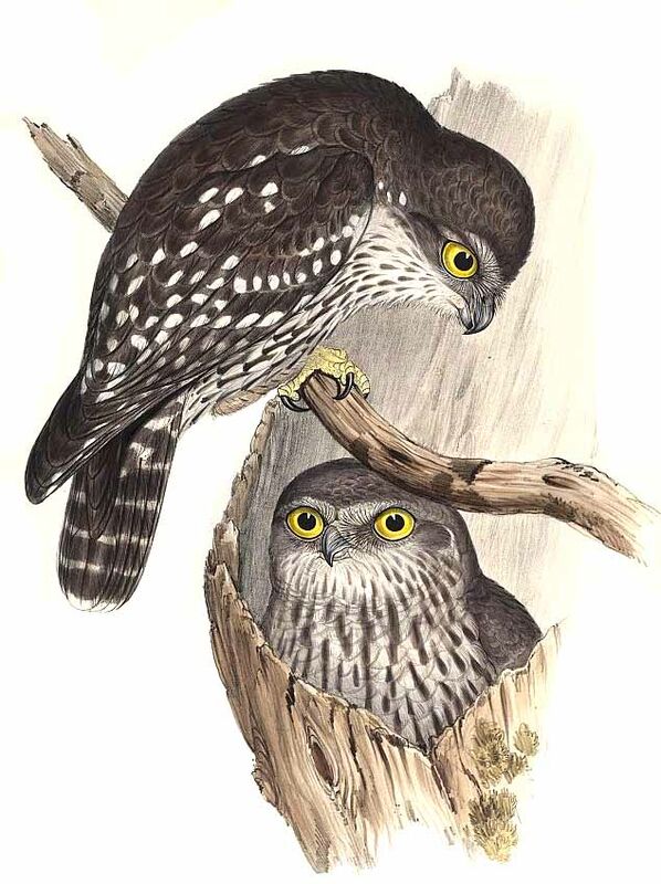 Barking Owl