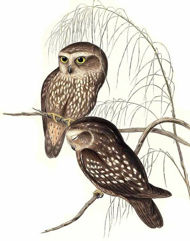 Morepork