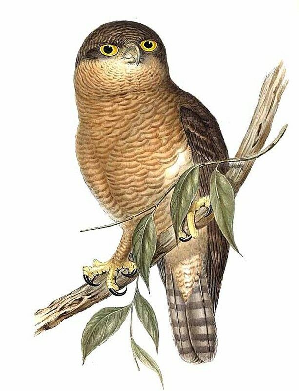 Rufous Owl