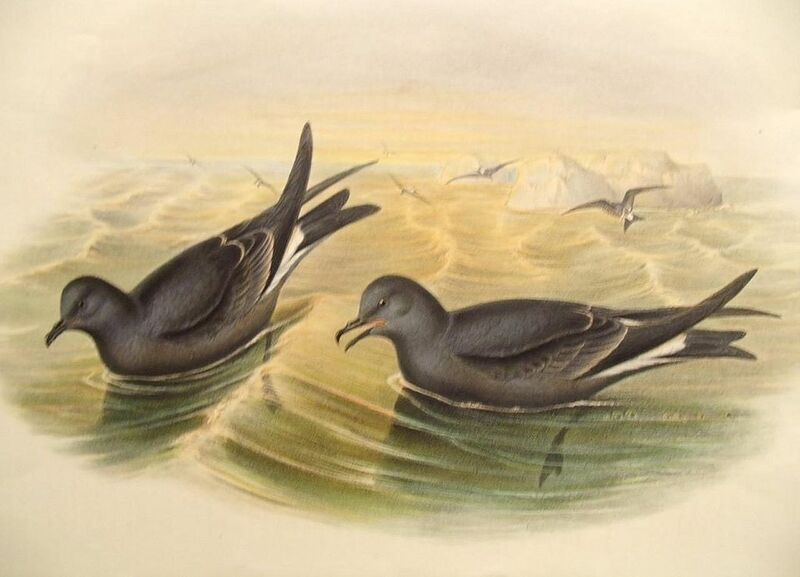 Fork-tailed Storm Petrel