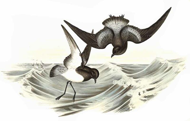 Grey-backed Storm Petrel