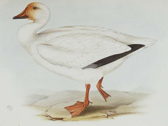 Snow Goose