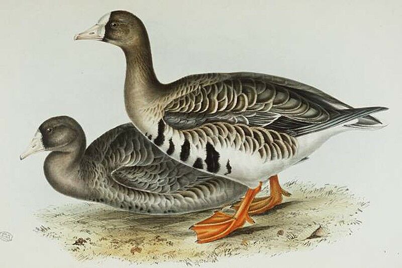 Greater White-fronted Goose