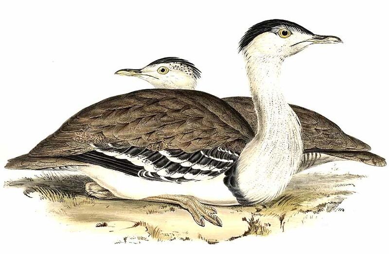 Australian Bustard