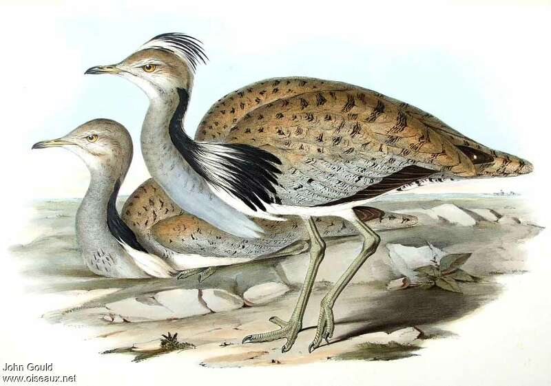 Macqueen's Bustard